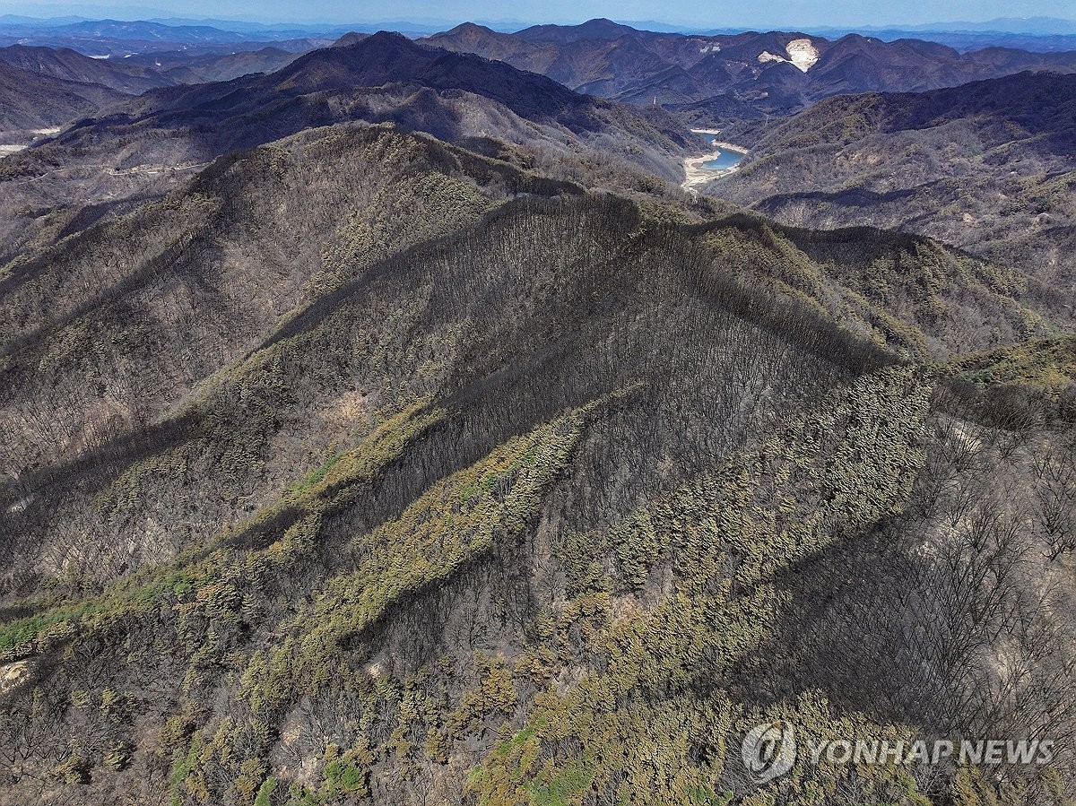 지난 29일 경북 안동시 길안면 한 야산이 산불로 인해 검게 변해 있다.