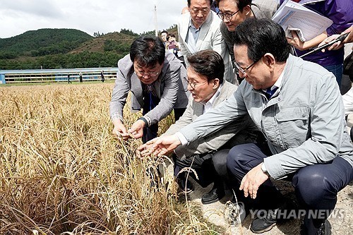 전남 벼 깨씨무늬병·쪽파 병해 확산…“농업재해보험 상시 가입 필요”