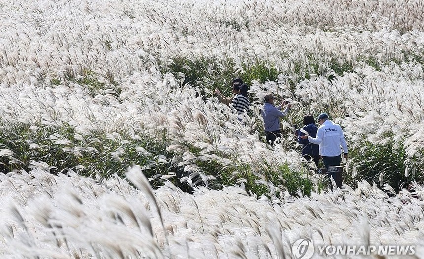 전국 산과 축제장에 가을 인파 ‘북적’…단풍 절정·억새 물결 속 나들이객 몰려