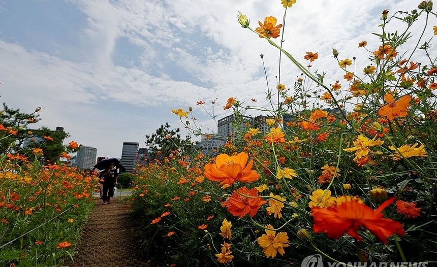 46일 이어진 폭염 중대본 비상근무 해제…2019년 제도 도입 후 최장 기록