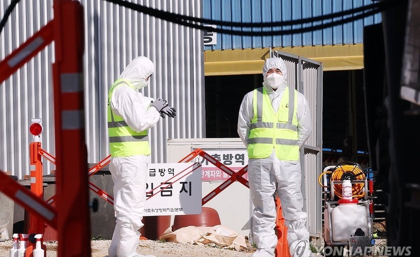 전남 영암서 구제역 추가 발생… 국내 확진 농가 4곳으로 늘어